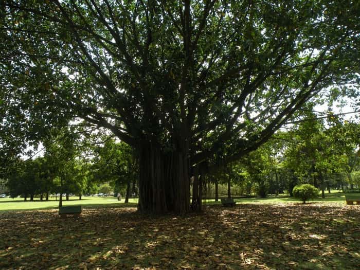 árvores no Parque Ibirapuera