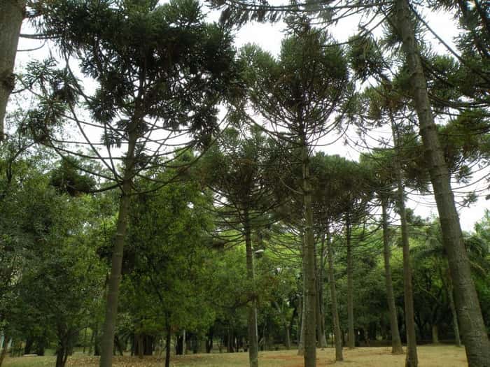 árvores no Parque Ibirapuera