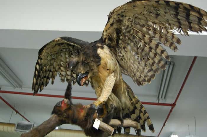 Harpia ou gavião-real - Exposição 'Museu Nacional Vive – Arqueologia do Resgate'