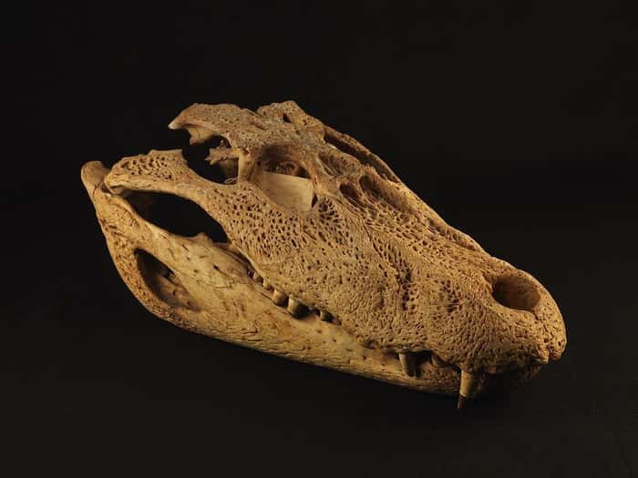 Crânio e mandíbula de jacaré-açú. Melanosuchus niger - Exposição 'Museu Nacional Vive – Arqueologia do Resgate'