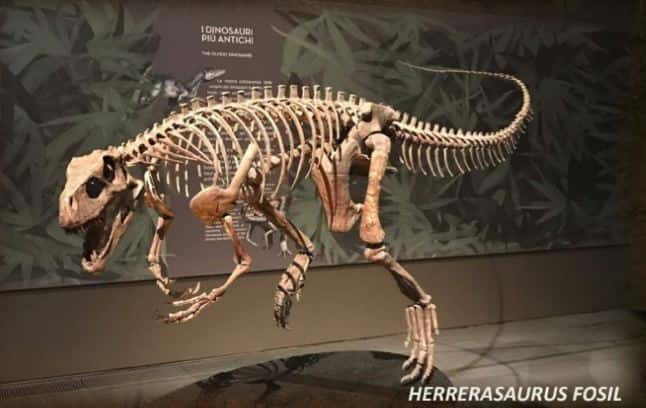 Além dos dinossauros, exposição também oferece às crianças a oportunidade de se tornarem 'paleontólogos por um dia'
