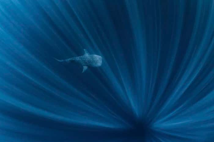 Tubarão-baleia é flagrado em Ningaloo, no litoral oeste da Austrália. Imagem conquistou o primeiro lugar da categoria Água 