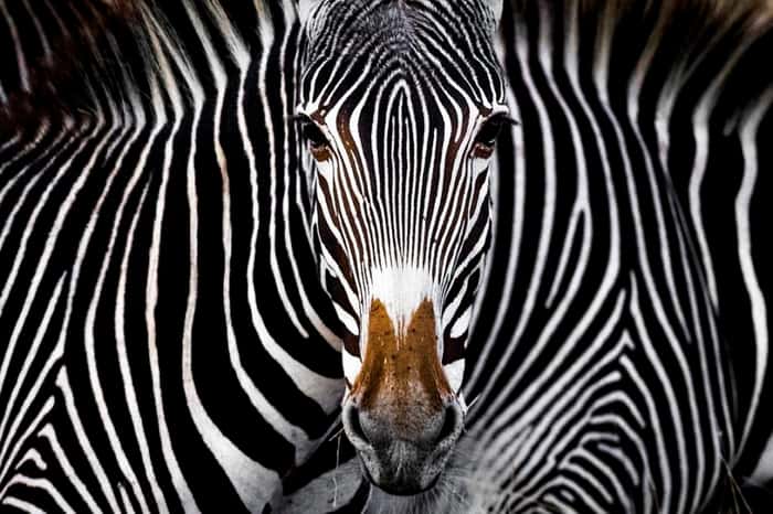 Zebra fotografada em Lewy, no Quênia