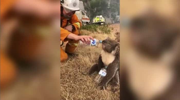 coala resgatado bebe água