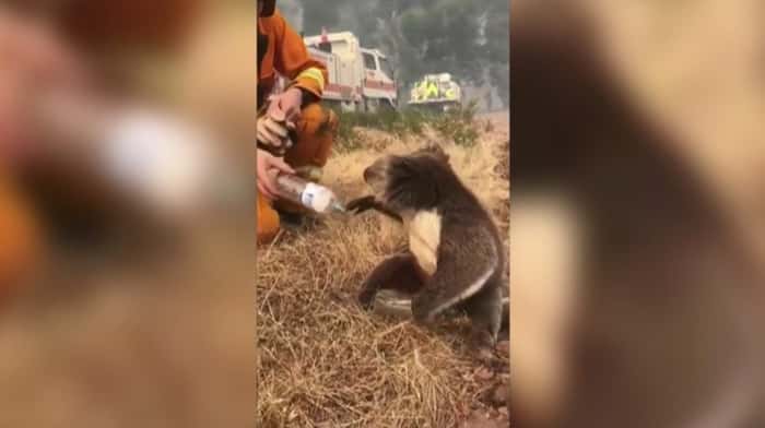 coala resgatado bebe água