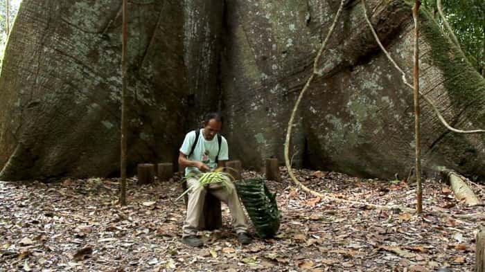 Samaúma gigante da Floresta Nacional do Tapajós, em Belterra, no Pará