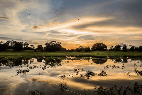 Pôr do sol no lago Mamirauá, na Reserva de Desenvolvimento Sustentável Mamirauá (AM)