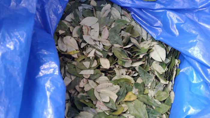  A famosa folha de coca, que pode ser comprada no Mercado Central de Uyuni
