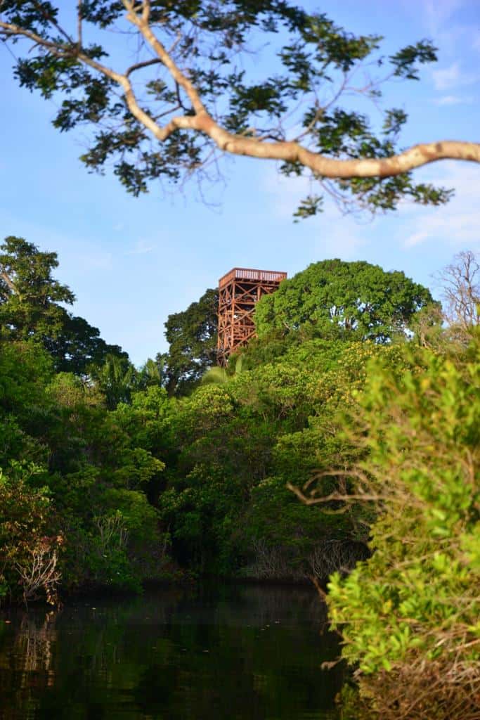 Com 31 metros de altura, a torre permite contemplar a floresta e avistar animais
