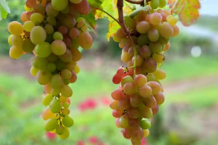 Na Slaviero Uvas, você tem maravilhosa experiência de colher suas próprias uvas