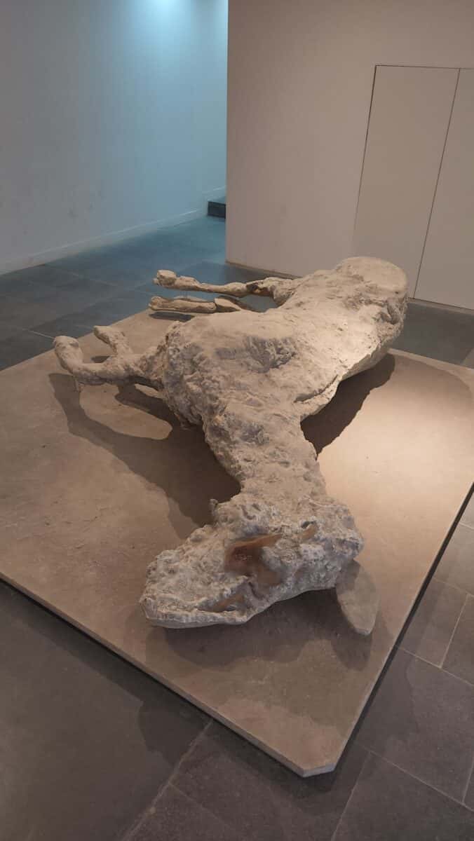 Molde de gesso de uma cavalo que morreu na erupção do Vesúvio