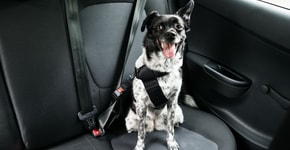 Como transportar cachorros e gatos de forma segura no carro