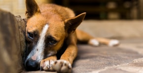 Abril Laranja: mês de combate mundial aos maus-tratos animais