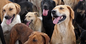 Carrefour ajuda mais de 450 abrigos de animais após caso Manchinha