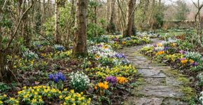 5 bulbos de flores para encomendar em agosto antes que acabem e garantir cor no jardim já no início da primavera