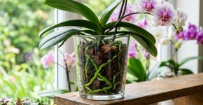 Orquídea com raízes verdes não precisa de água naquele momento: por que a cor muda conforme a umidade ao redor das raízes