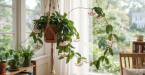 A planta chinesa mais resistente para cultivar perto da janela: como cuidar e fazer dar flores