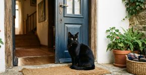 O gato preto não é sinal de azar, muito pelo contrario porque tratar com carinho os animais ajuda a limpar o ambiente