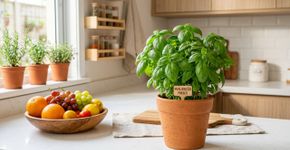 Chega de moscas na cozinha: existe uma planta que as espanta, e é uma das mais fáceis de cultivar em vaso