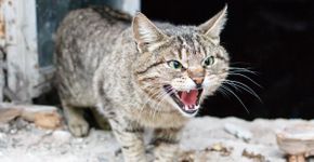 Gato arisco: 7 dicas para melhorar o comportamento do animal 