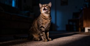 Descobri o por que meu gato miava no meio da noite, e o motivo me chocou