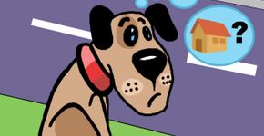 Como encontrar seu bicho de estimação perdido