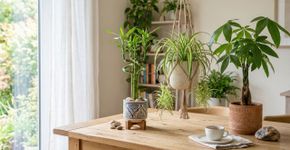 5 tipos de plantas “pequenas, mas poderosas”: fáceis de cultivar, atraem riqueza e energizam o ambiente