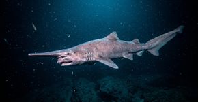 Cientistas capturaram imagens raras de um tubarão “fóssil vivo” a quase 700 metros de profundidade, algo inédito nas águas remotas do Pacífico