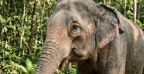 Após 44 anos em um zoológico, elefante de 54 anos chega a santuário no Mato Grosso e escolhe passar sua segunda noite ao ar livre, mesmo com um abrigo disponível