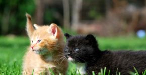 Nomes combinando: 10 opções interessantes para dois gatos