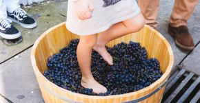 Foto: (Divulgação/ Vinho na Vila)