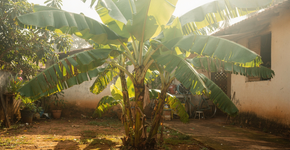 A árvore fácil de cultivar que ajuda a refrescar o quintal, exige pouca manutenção e ainda fortalece a alimentação da família