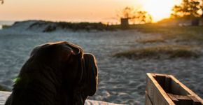 10 lugares onde animais são bem-vindos no Rio de Janeiro
