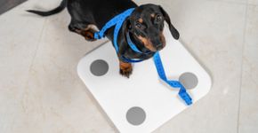 Conheça as causas e os riscos da obesidade em animais de estimação