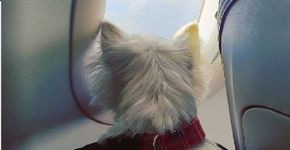 Foto: (Instagram Westie Matilda)