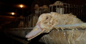Ativistas mobilizam ações a favor de lei contra maltrato de animais em SP