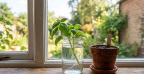 Como cuidar do manjericão: a partir de um pequeno galho, forma-se uma planta cheia e perfumada