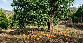 O pé de tangerina começa a soltar pequenas frutas e algumas caem: isso sempre é um problema?