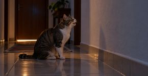 Gato começa a miar na frente da parede ou do corredor durante a noite e o contexto pode explicar o comportamento