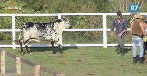 ‘A Fazenda’: vaca avança em Marcos e nos representa muito bem