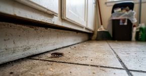 Como manter as baratas longe de sua casa para sempre?