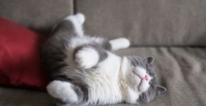 Foto: (Istock/chendongshan)