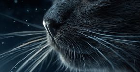 Segredos dos bigodes dos gatos que você nunca imaginou