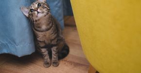 Se tem cães ou gatos em casa, fique atento: multa de R$ 10 mil pode valer pra você