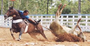 Mais de 45 mil pessoas querem barrar projeto que torna vaquejada patrimônio cultural