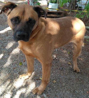 Âncora é um dos cães disponíveis para adoção