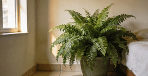 Coloque uma planta simples no quarto: a umidade desaparecerá da mesma forma que o mofo