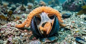 Essa estrela-do-mar empurra o próprio estômago para fora do corpo e começa a digerir a presa antes mesmo de engoli-la