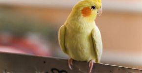 Aurora, Kiwi ou Pipoca? Veja nomes fofos e diferentes para escolher para o seu passarinho 