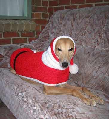 A britânica resolveu largar o emprego para tricotar roupas a cães abandonados (Reprodução/Jan Brown)